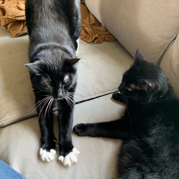 𝖬𝖾𝖾𝗍 𝗍𝗁𝖾 𝗉𝗈𝗌𝗁𝖾𝗋 ☞ Amelia ☜ - Picture 5 of 8